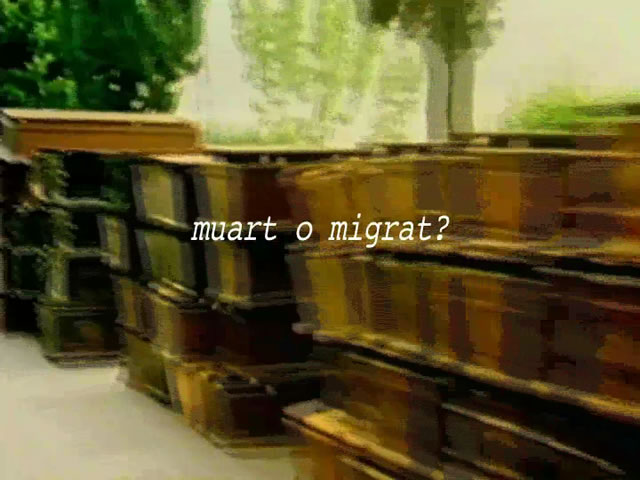 Muart o migr�t? (fotogramma)